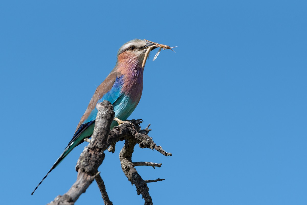 Lilac-breasted Roller - ML216732811