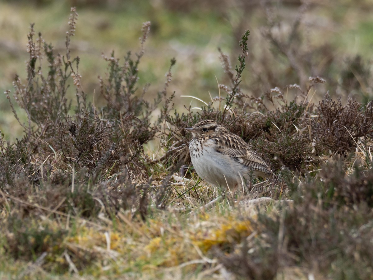 Wood Lark - ML216732861