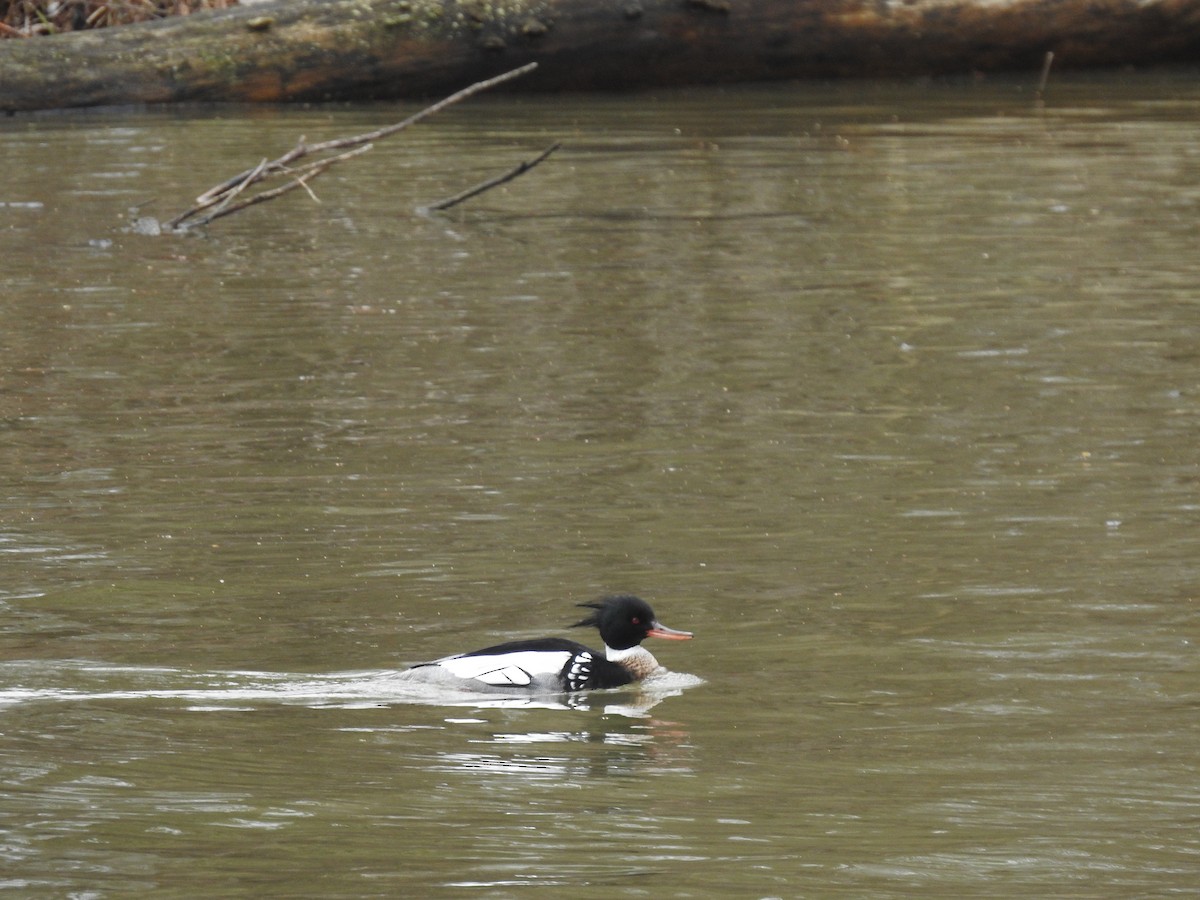 Red-breasted Merganser - ML216733261