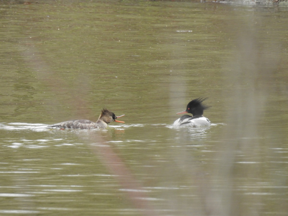 Red-breasted Merganser - ML216733321