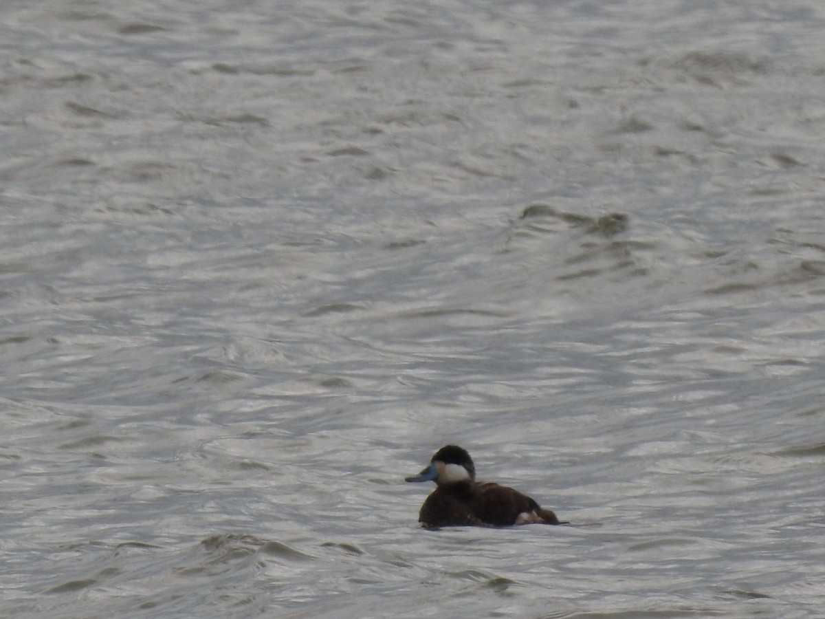 Ruddy Duck - ML216733501