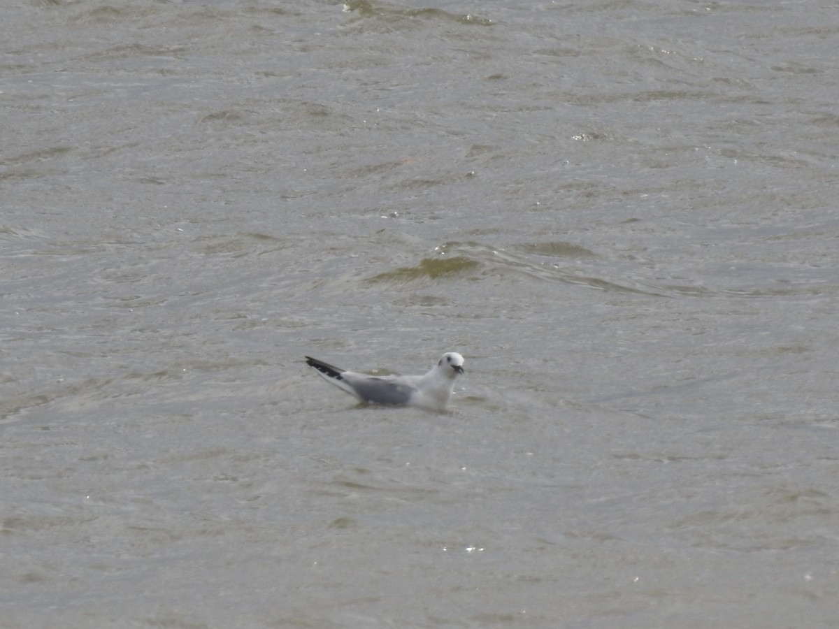 Bonaparte's Gull - ML216733541