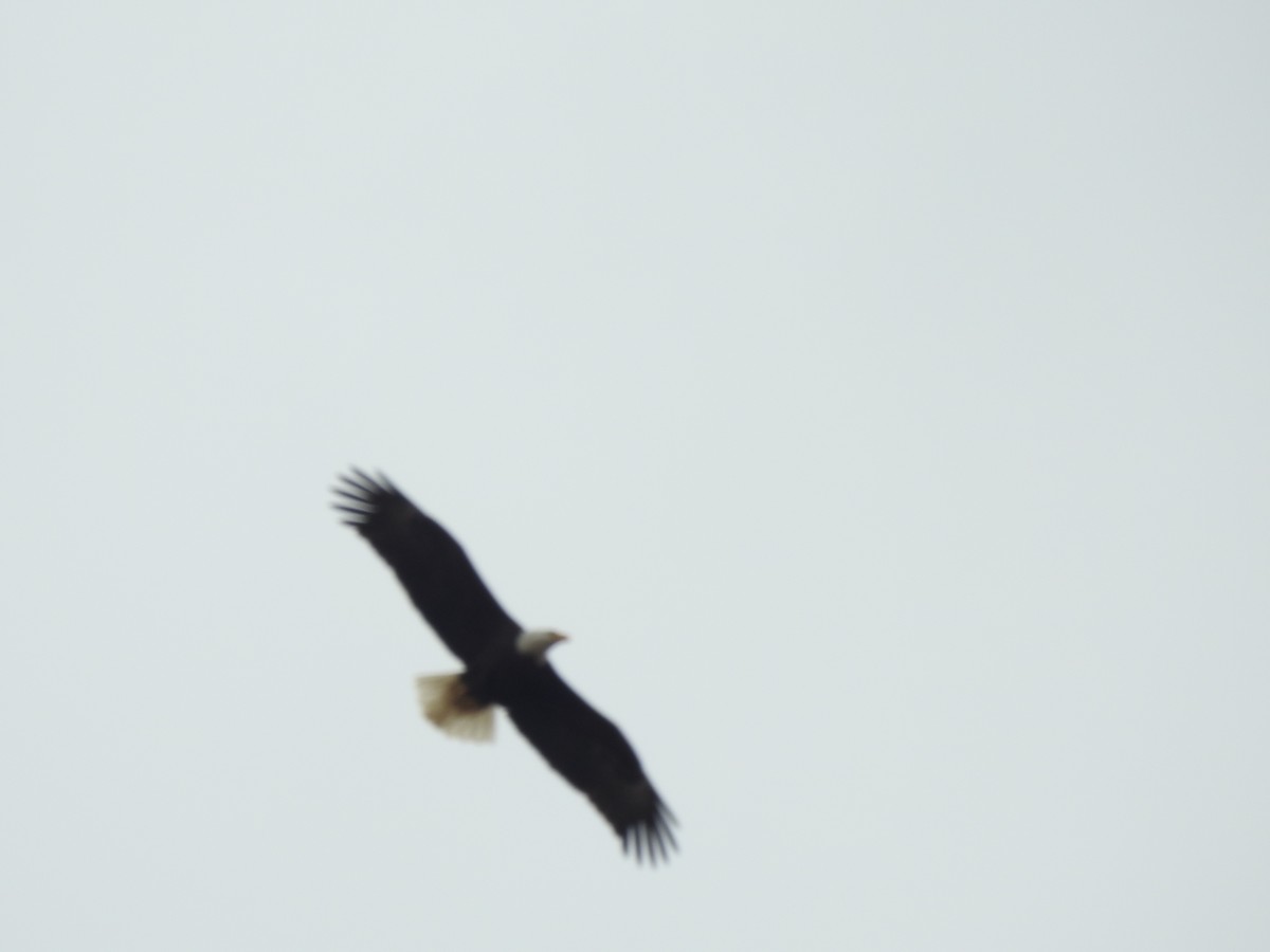 Bald Eagle - ML216733621