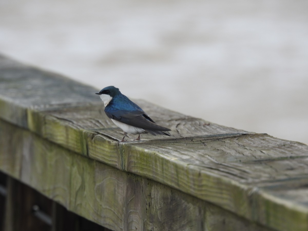 Golondrina Bicolor - ML216733751