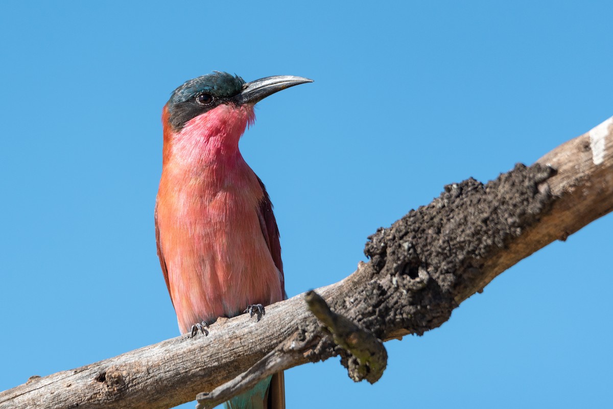 Southern Carmine Bee-eater - ML216734491