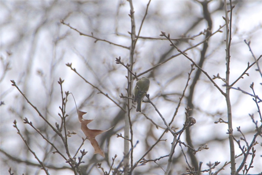 Golden-crowned Kinglet - ML216736971