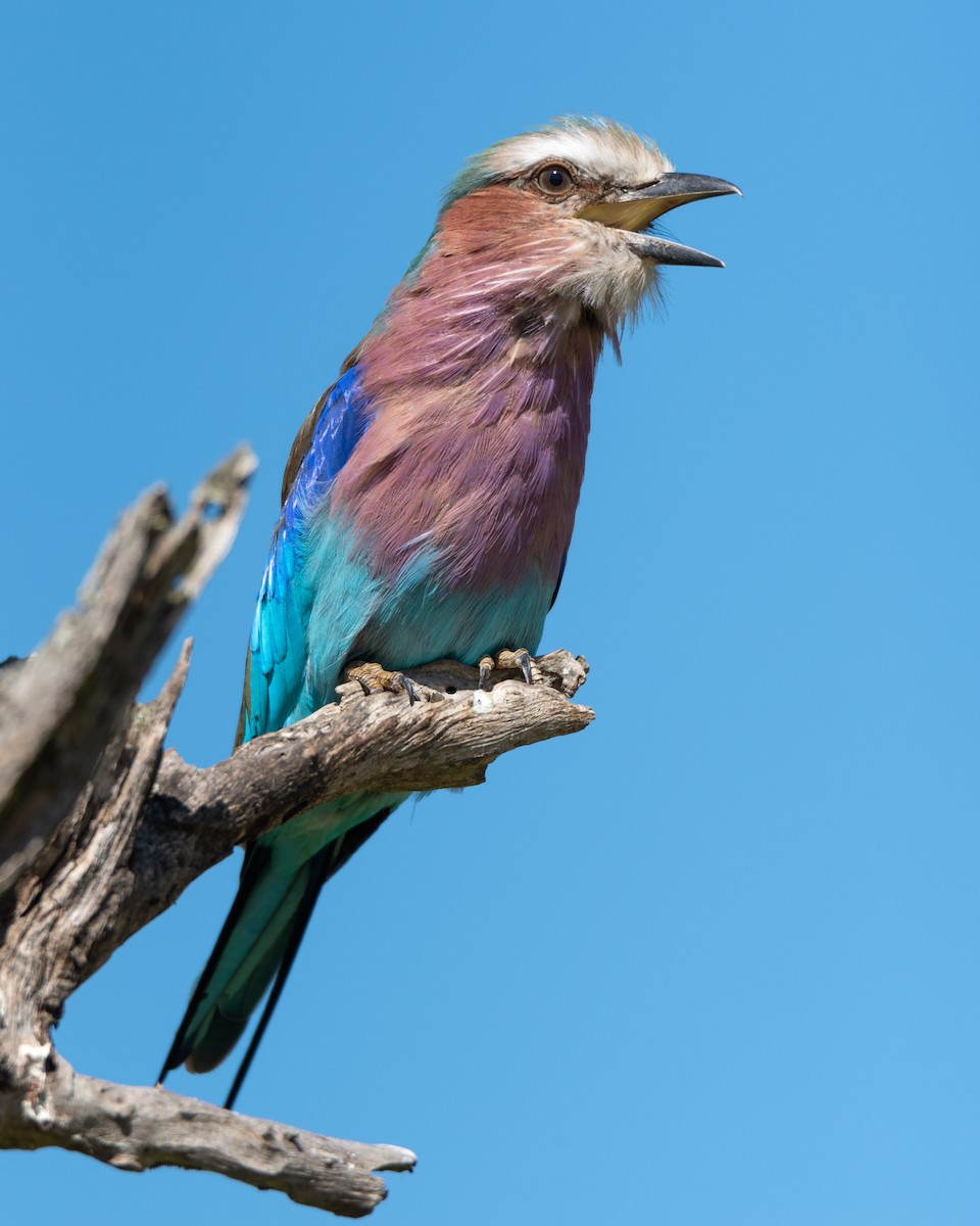 Lilac-breasted Roller - ML216738061