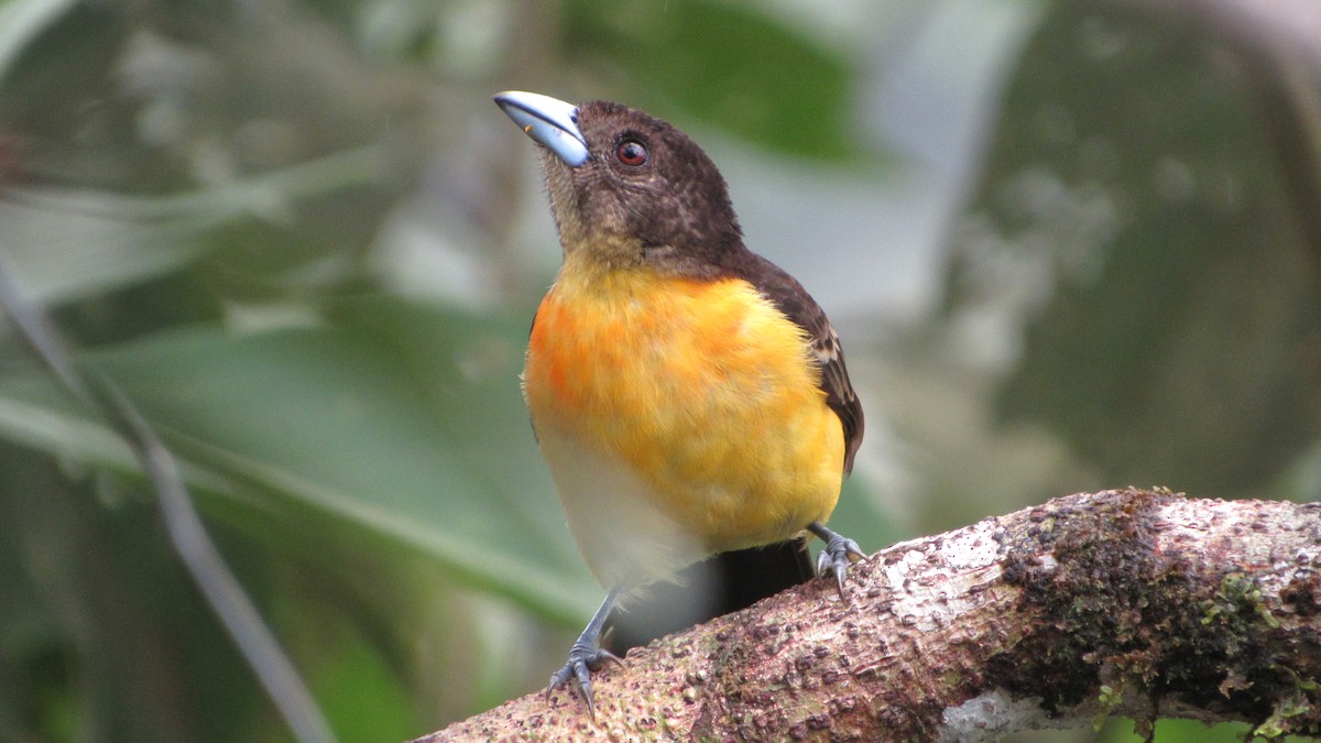 Flame-rumped Tanager (Lemon-rumped) - ML216739191
