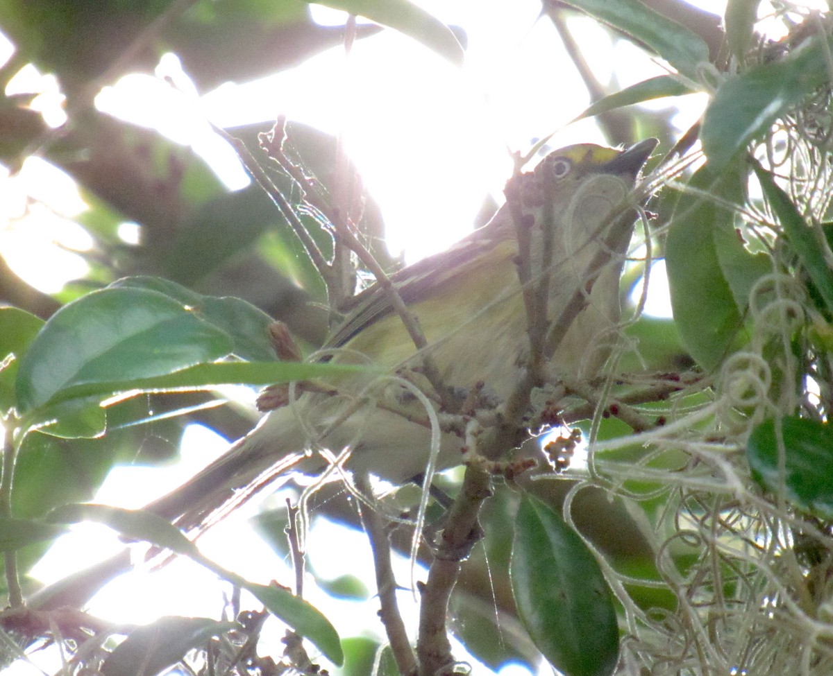 White-eyed Vireo - ML216739631