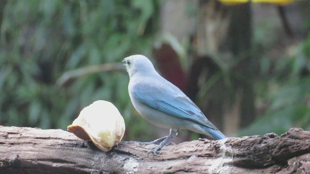 ハイガシラソライロフウキンチョウ - ML216739661