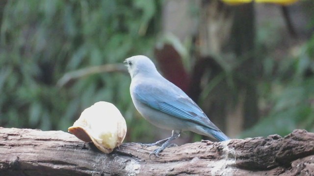 Sayaca Tanager - ML216739661