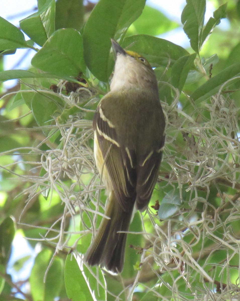 Weißaugenvireo - ML216740041