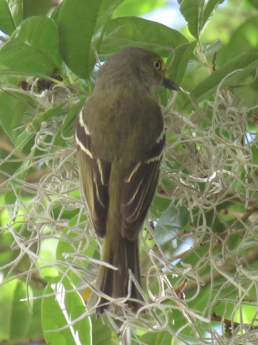 White-eyed Vireo - Jenna Atma