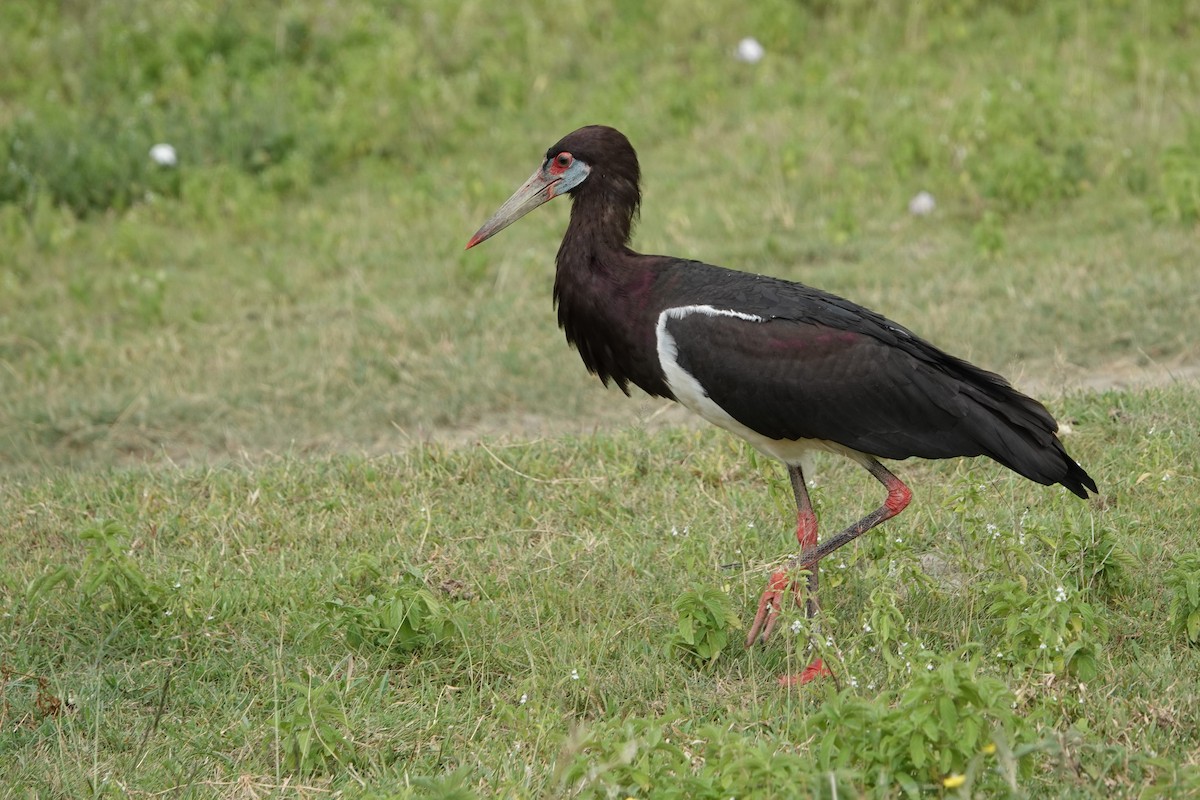Cigogne d'Abdim - ML216740491