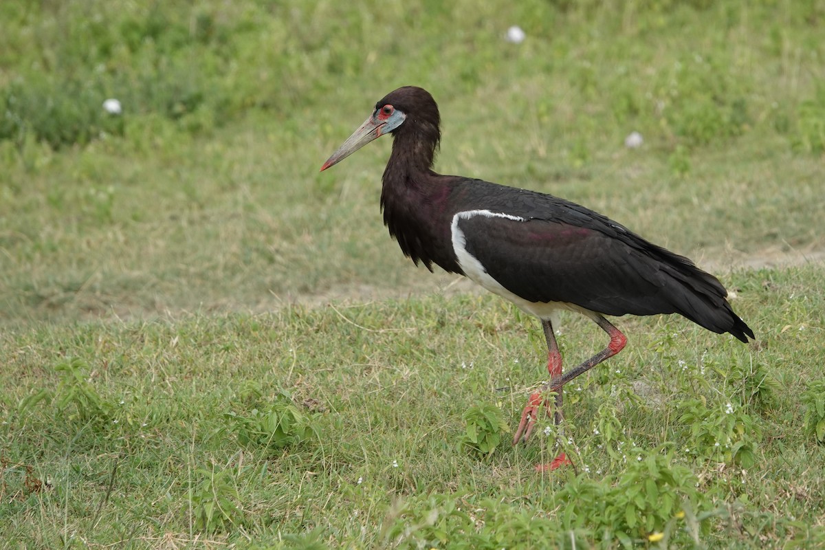 Abdim's Stork - Karen Thompson