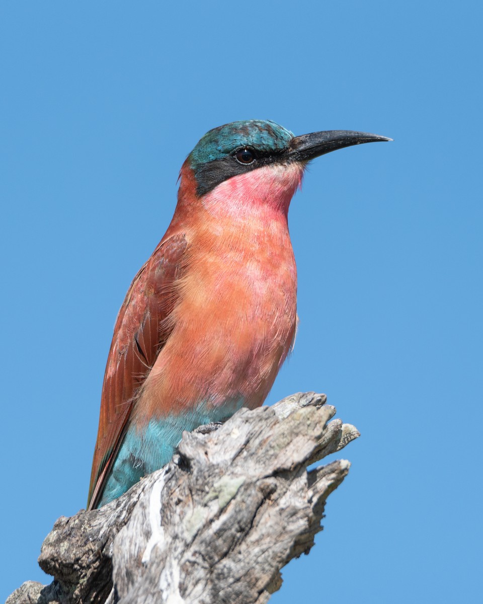 Southern Carmine Bee-eater - Alistair Routledge