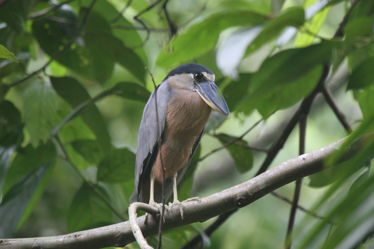Boat-billed Heron - R.D. Wallace