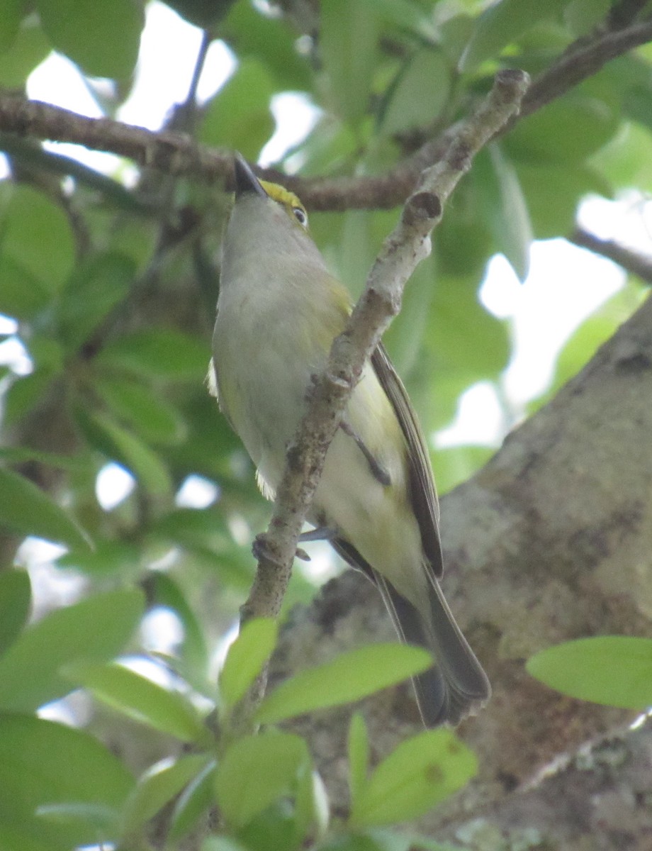 Ak Gözlü Vireo - ML216741331