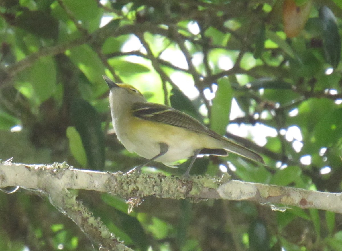 White-eyed Vireo - Jenna Atma