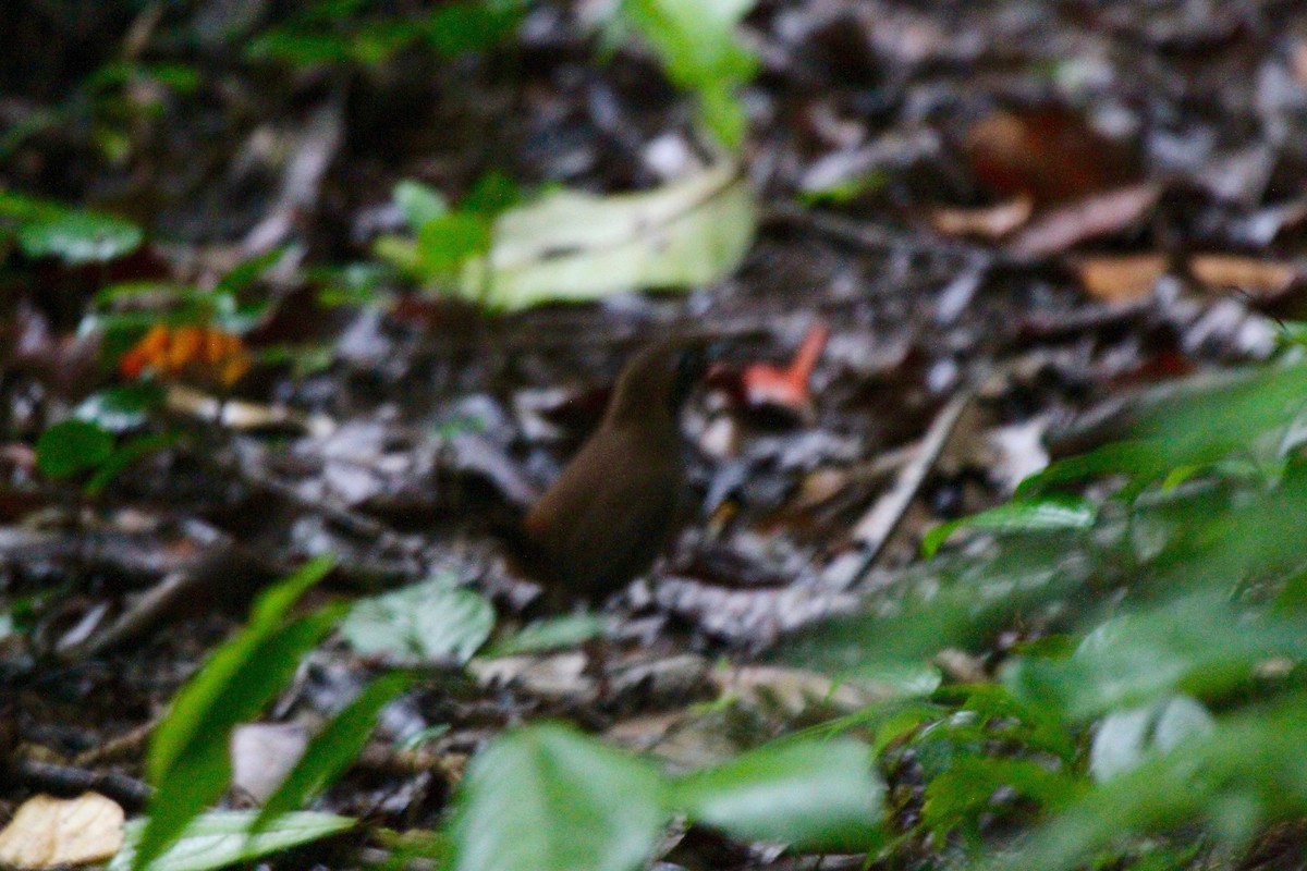 Black-faced Antthrush - R.D. Wallace