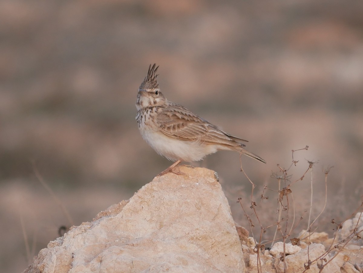 Crested Lark - ML216745071