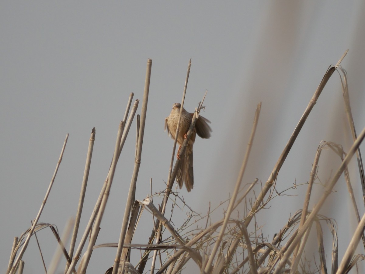 Afghan Babbler - ML216745301