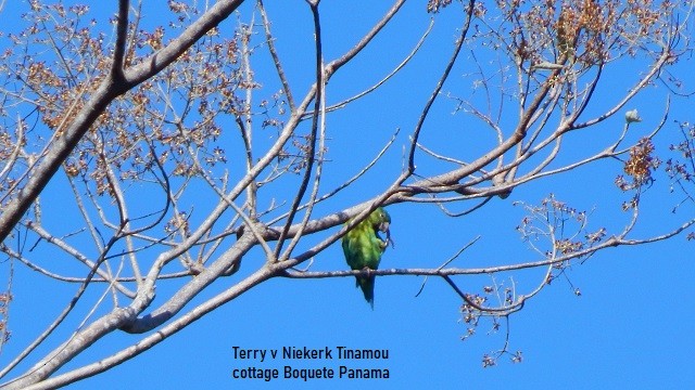 Orange-chinned Parakeet - Terry van Niekerk