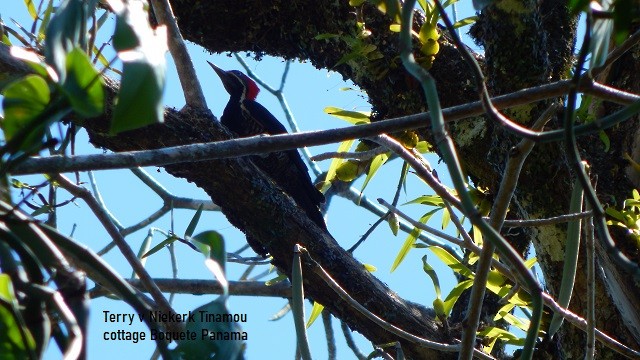 Lineated Woodpecker - Terry van Niekerk