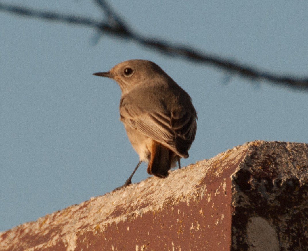 Black Redstart - José Martín