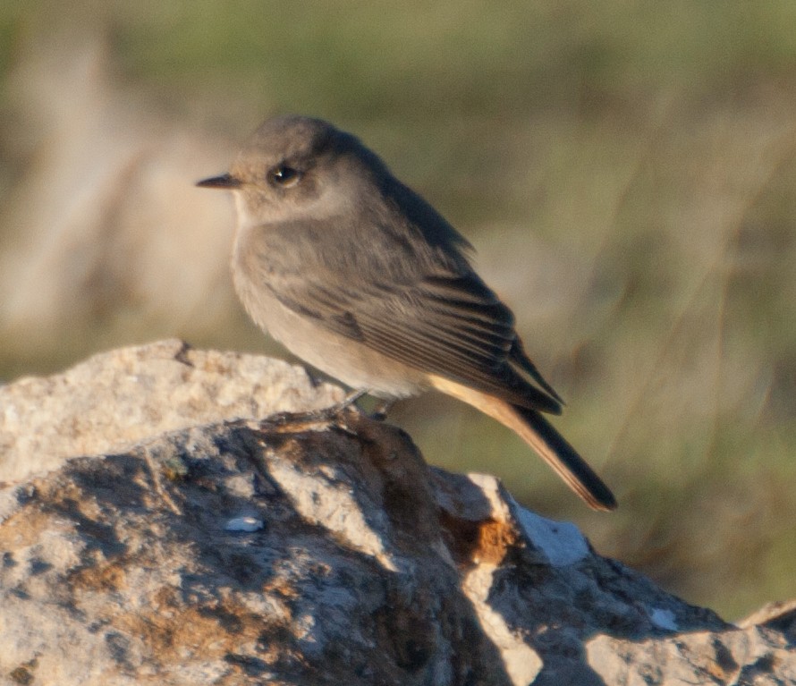 Black Redstart - José Martín