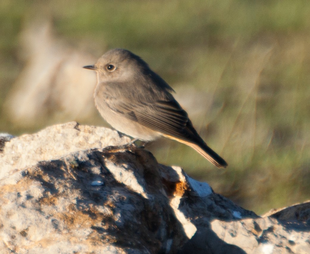 Black Redstart - ML216746741