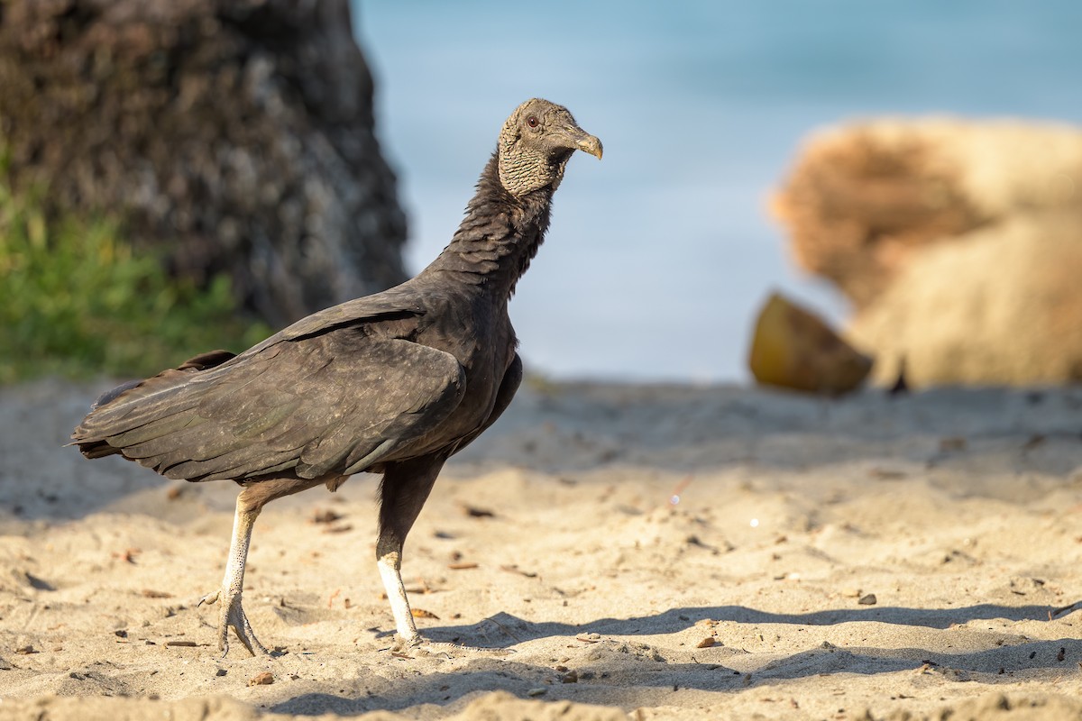 Black Vulture - ML216746821