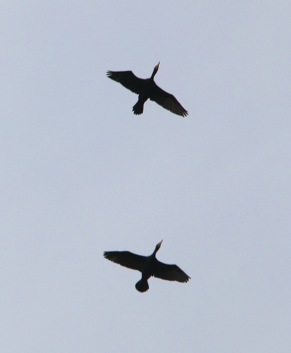 Double-crested Cormorant - ML216747431