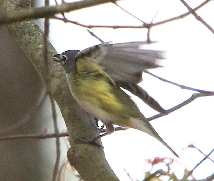 Blue-headed Vireo - ML216747511