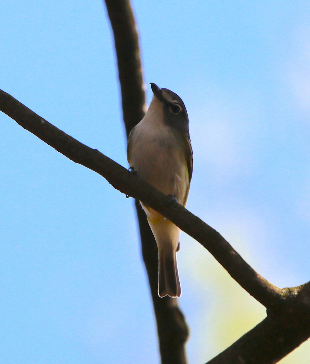 Blue-headed Vireo - ML216747591
