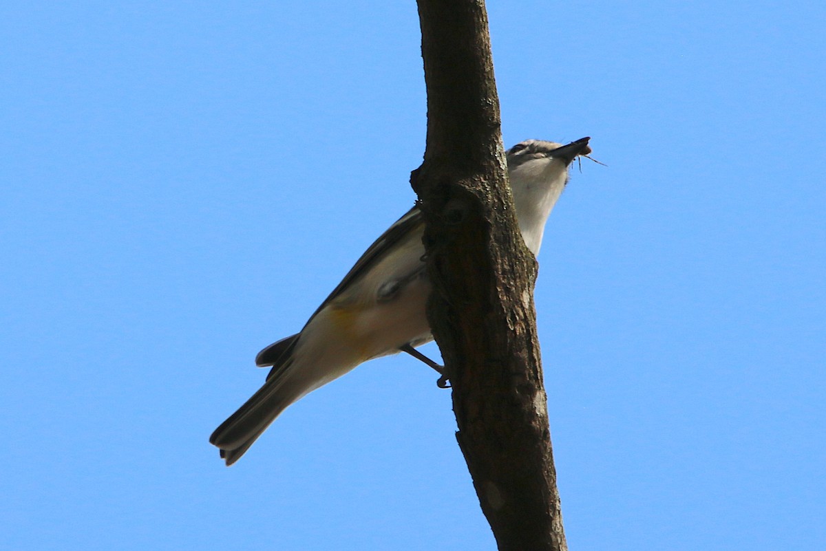 Blue-headed Vireo - ML216747611