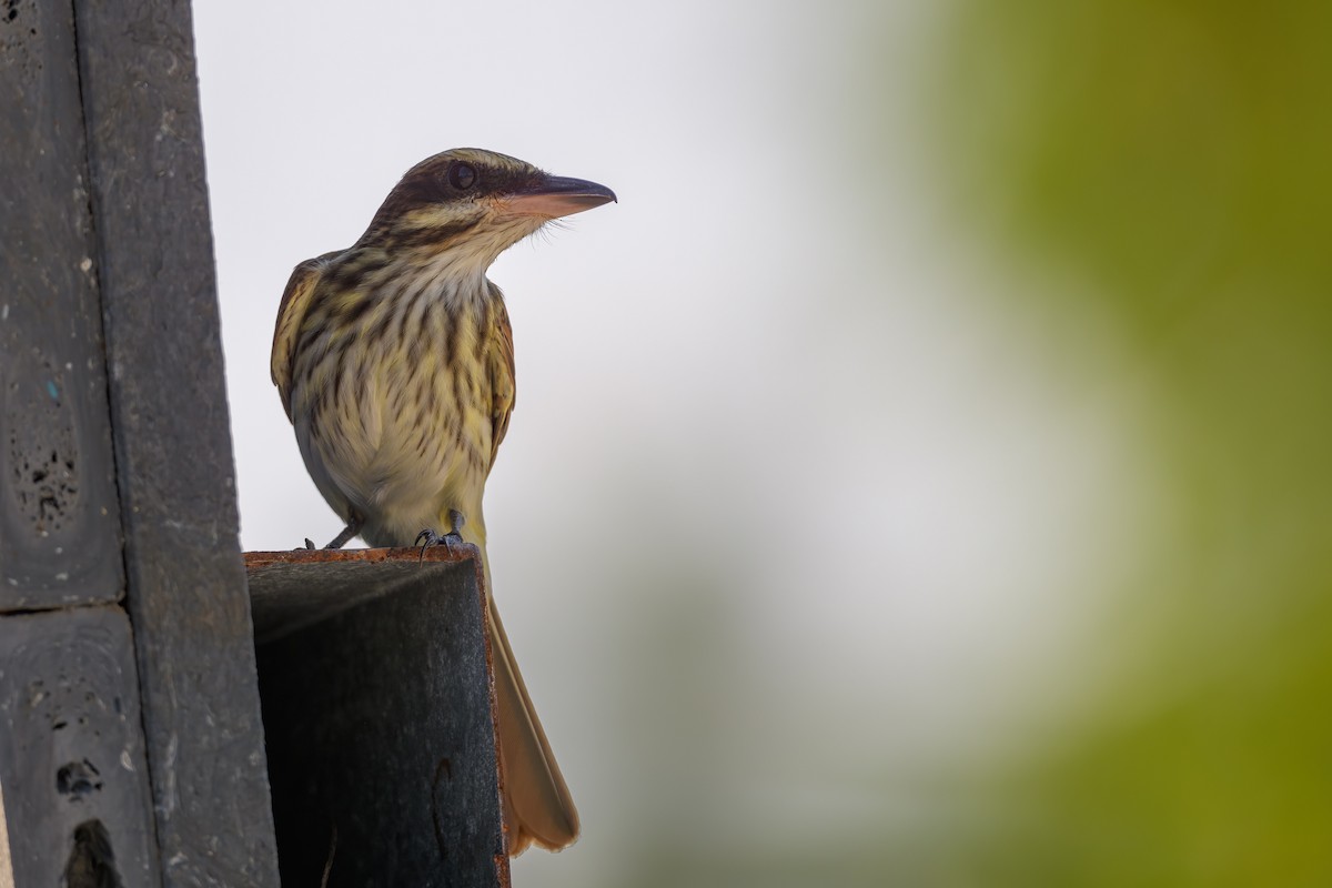 Streaked Flycatcher - ML216747761