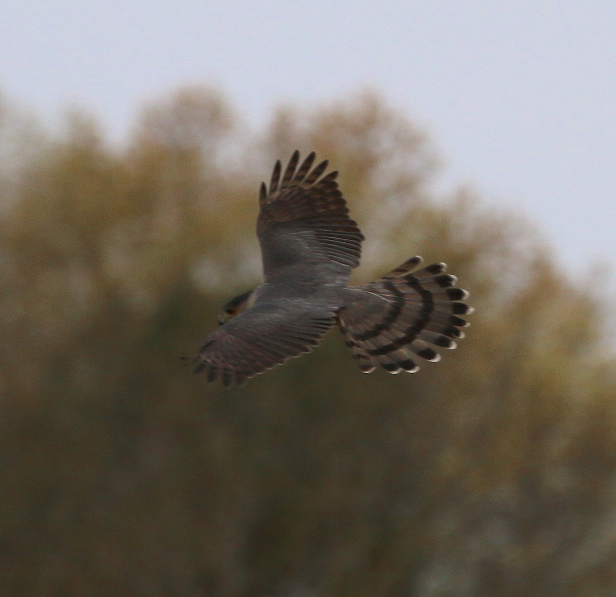 Cooper's Hawk - ML216748691