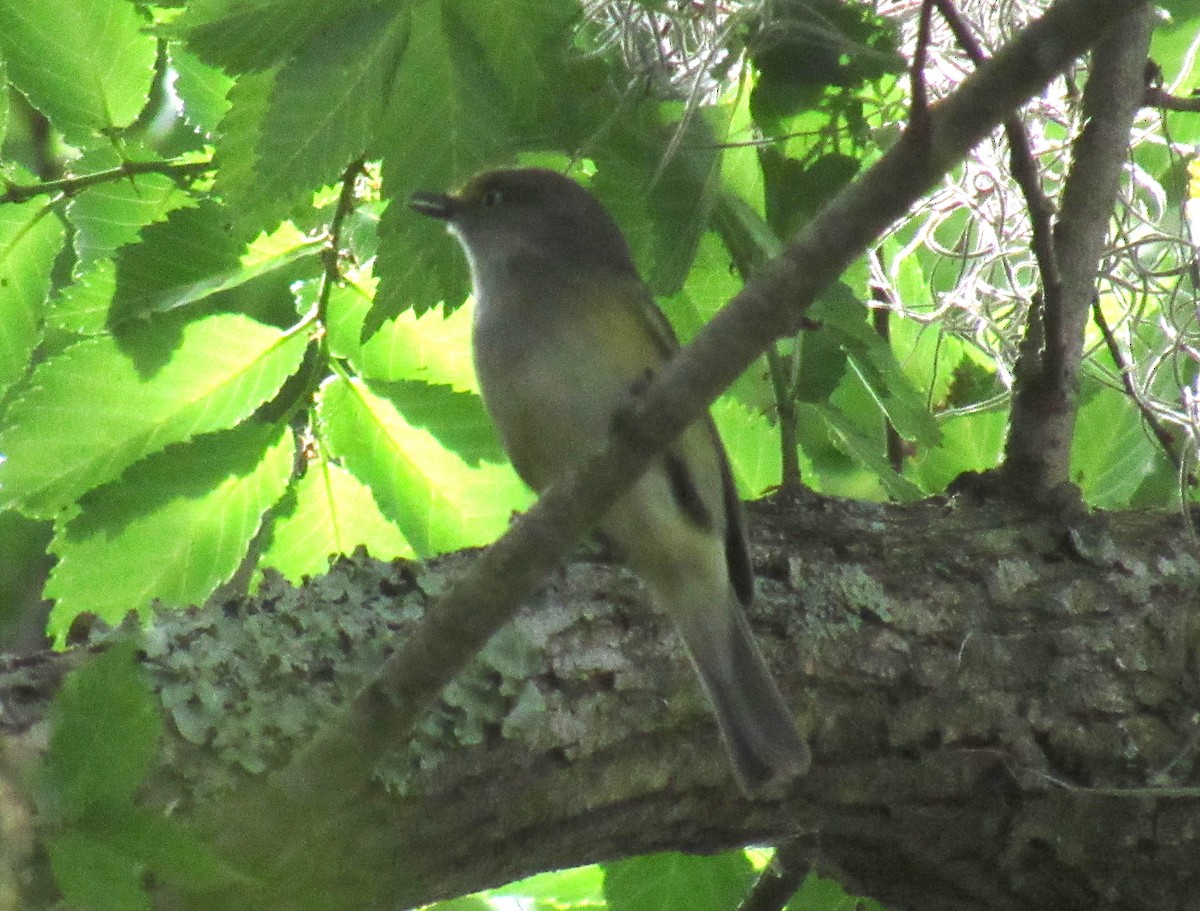 Weißaugenvireo - ML216748841