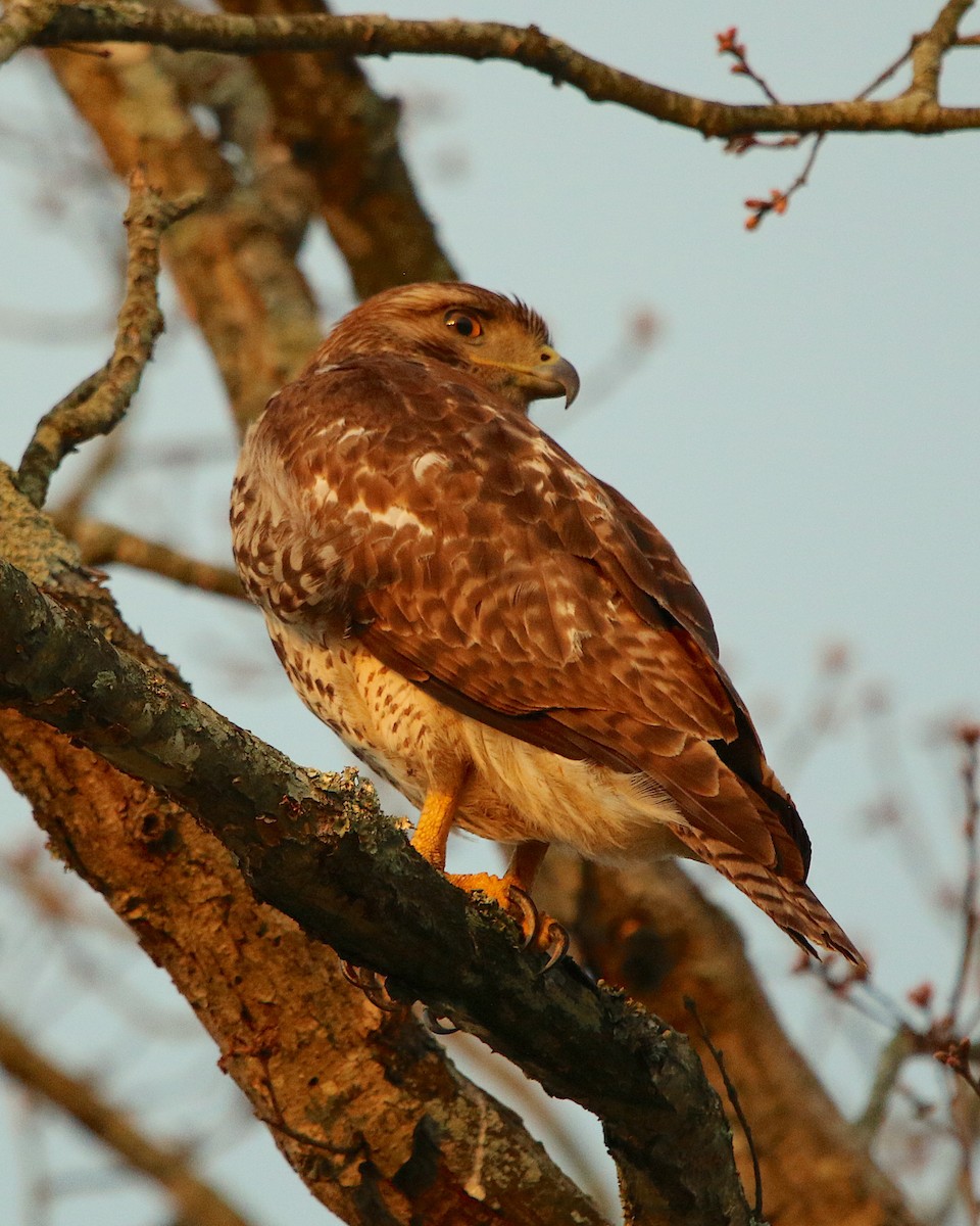 Red-tailed Hawk - ML216748951