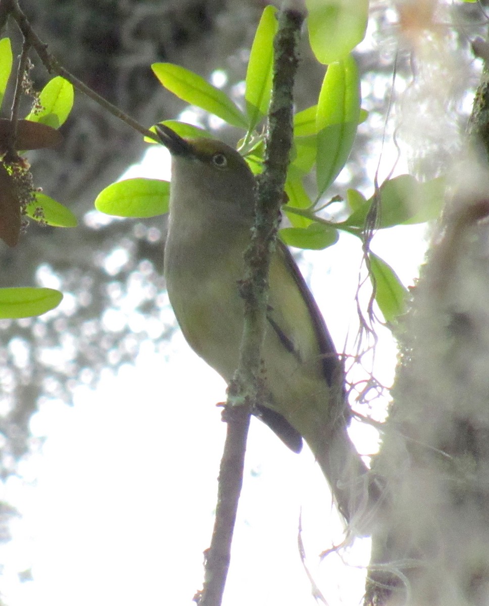 Ak Gözlü Vireo - ML216748981