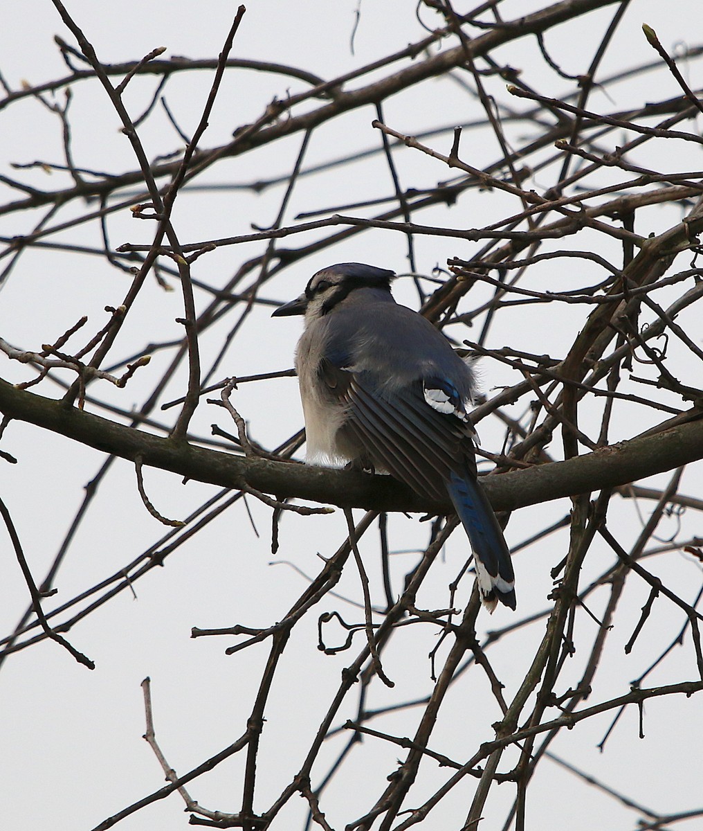 Blue Jay - ML216749021