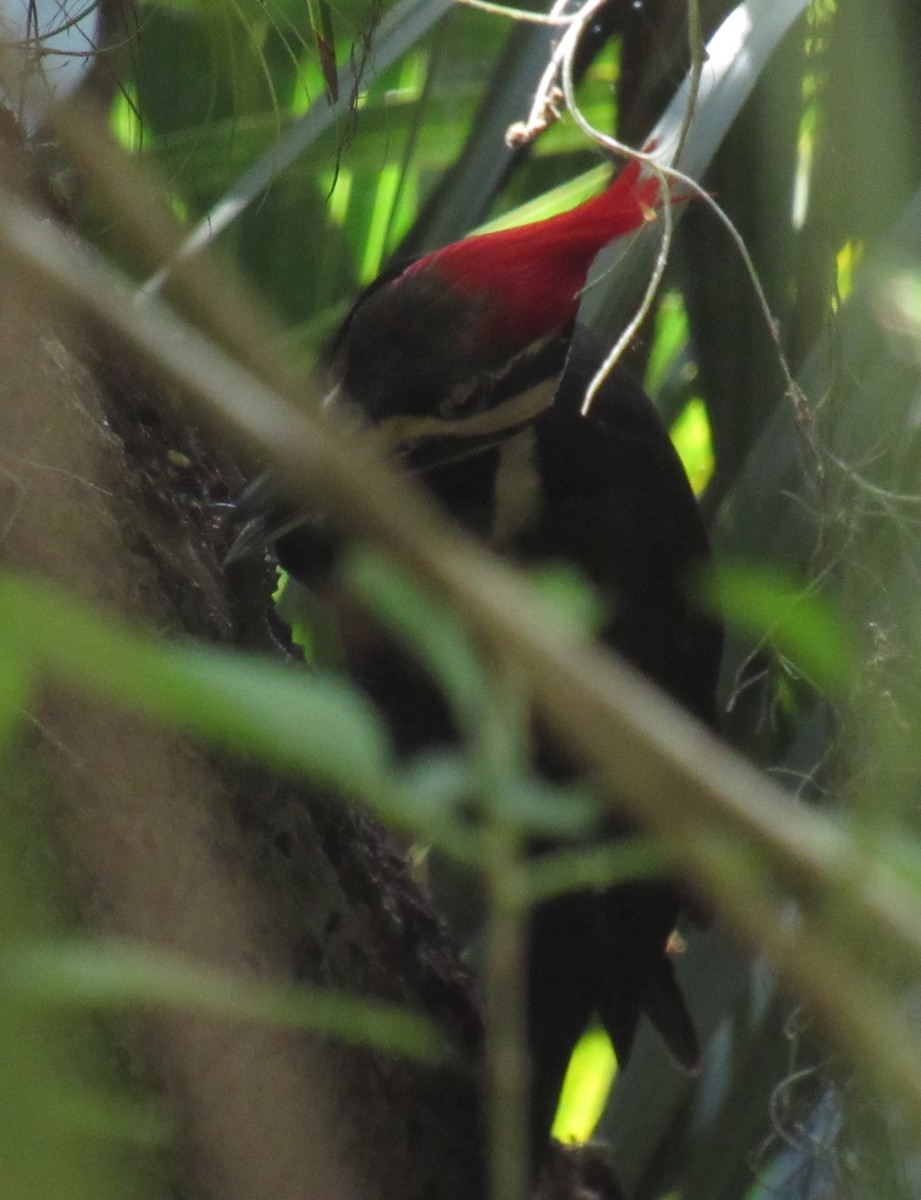 Pileated Woodpecker - ML216749221