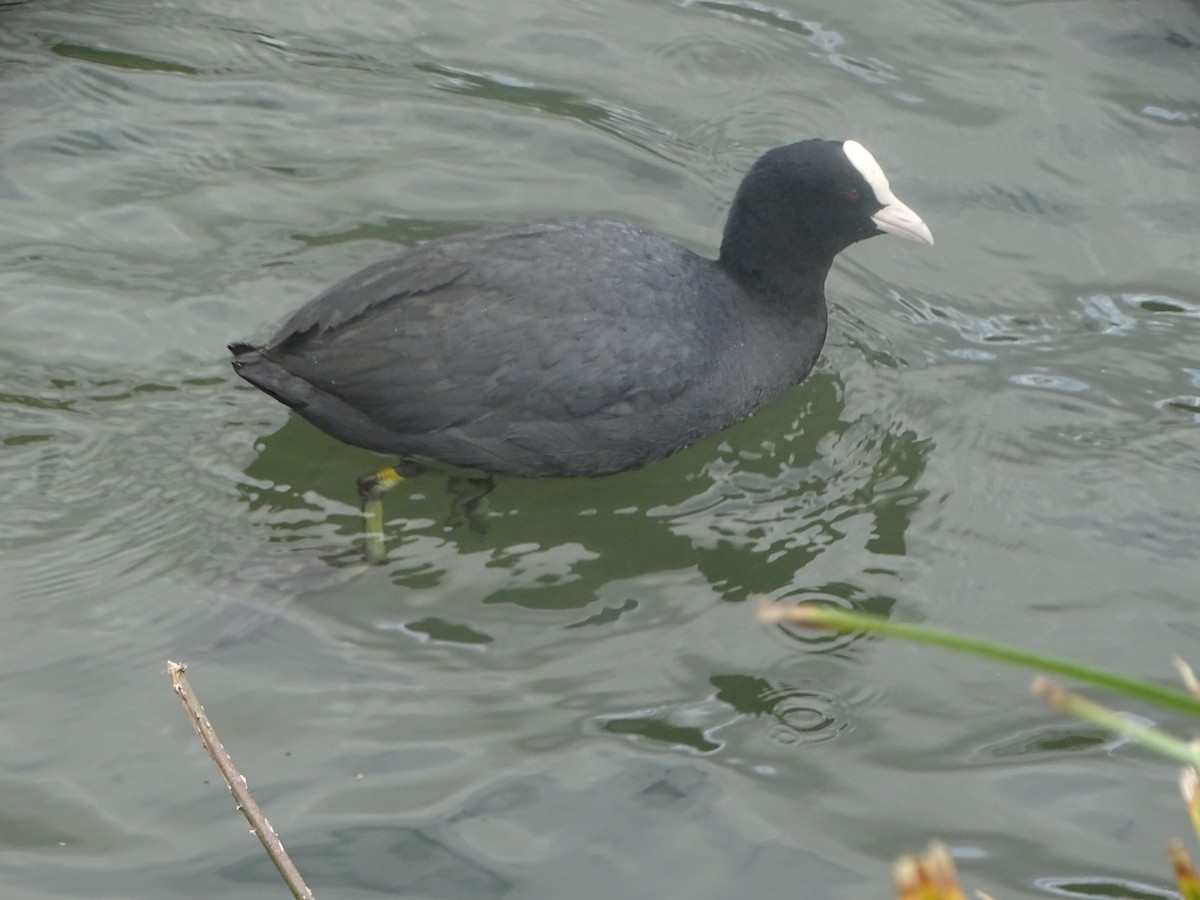 Eurasian Coot - ML216751061