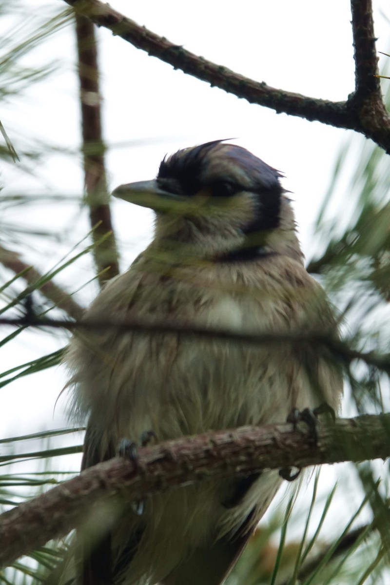 Blue Jay - ML216753101