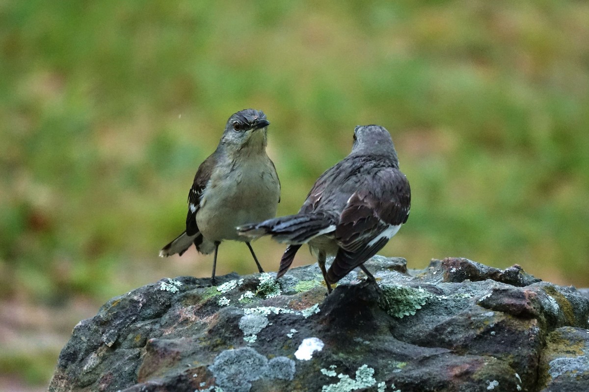 Northern Mockingbird - Andy Liu