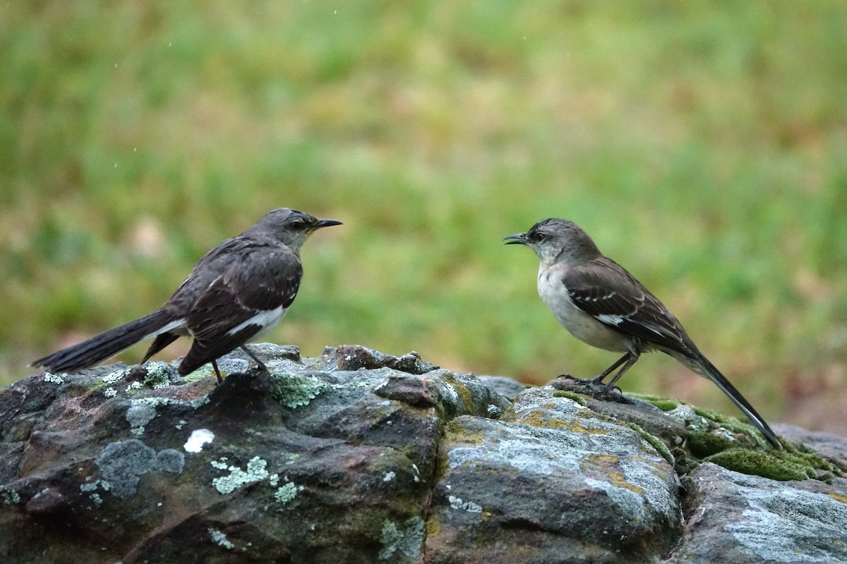 Northern Mockingbird - ML216753291