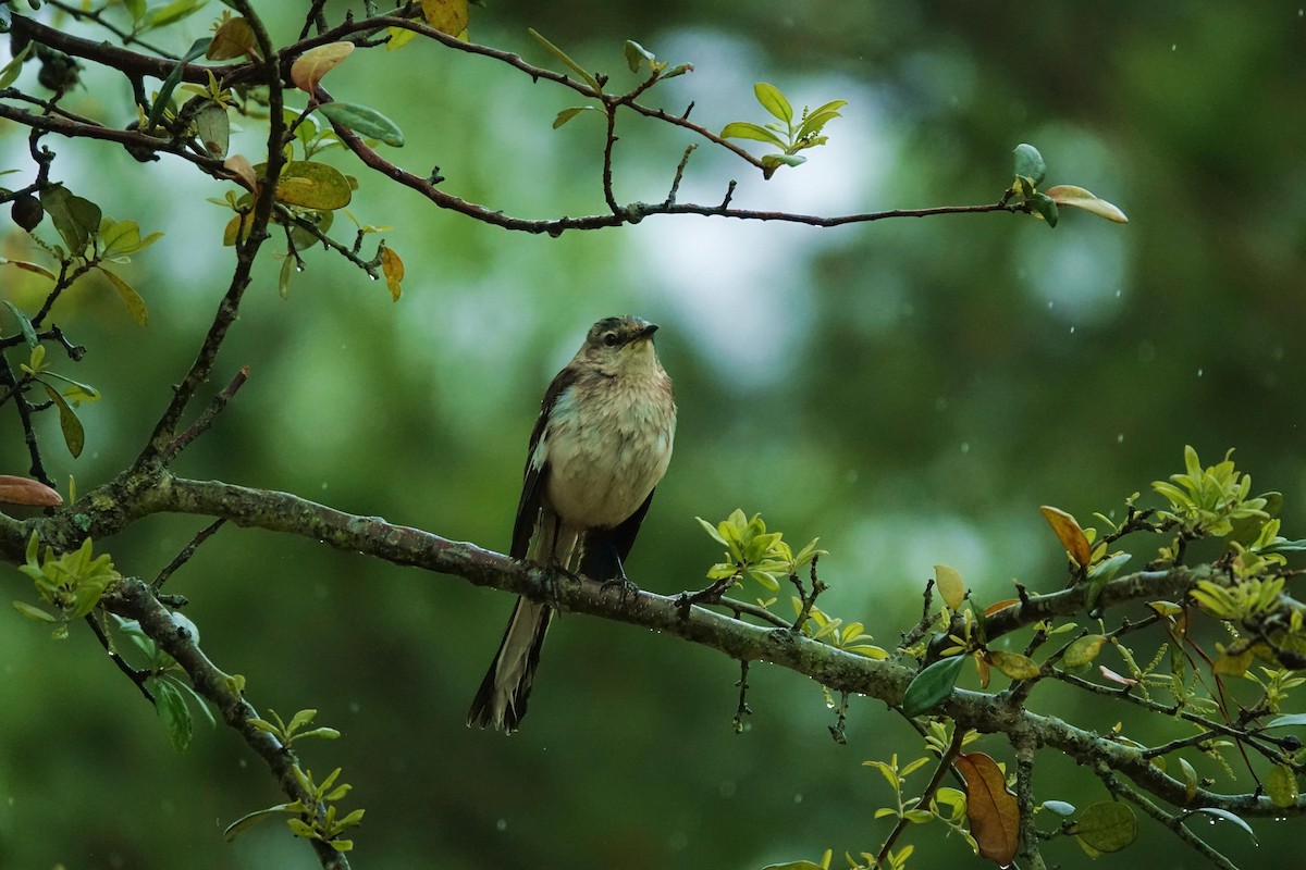 Northern Mockingbird - ML216753431