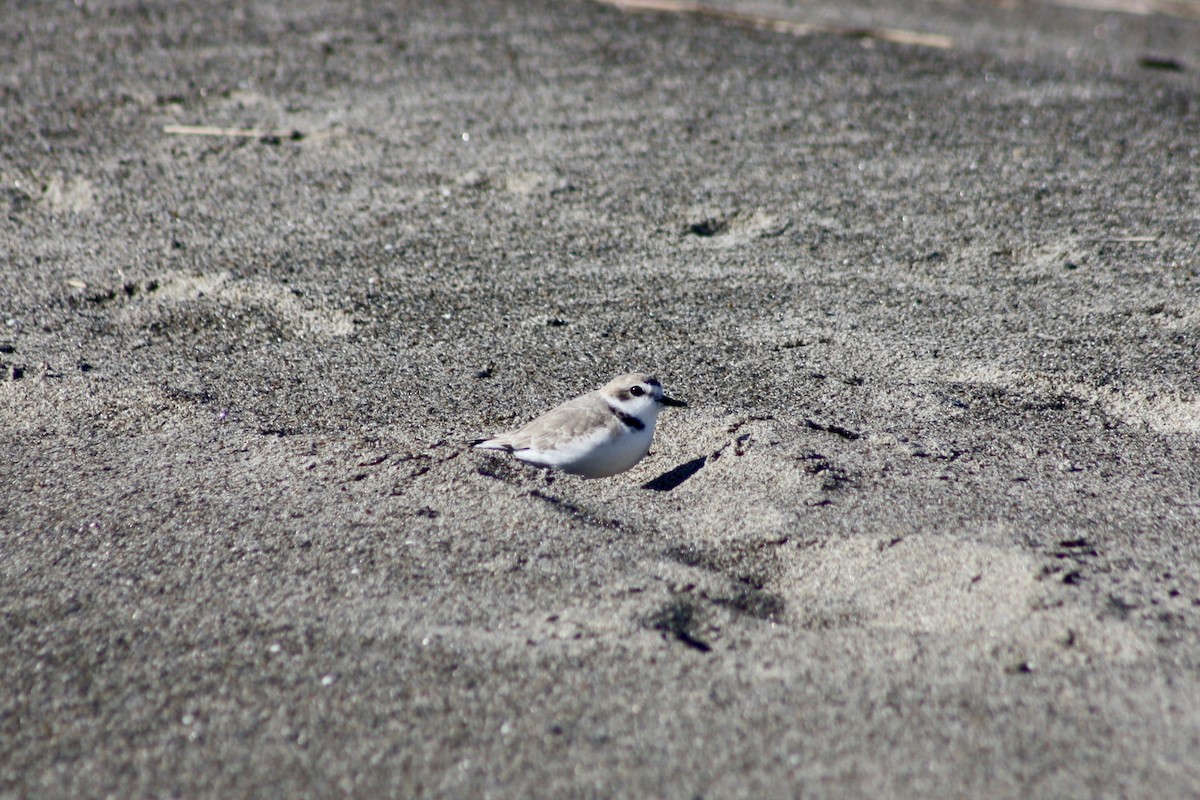 Snowy Plover - ML216753611