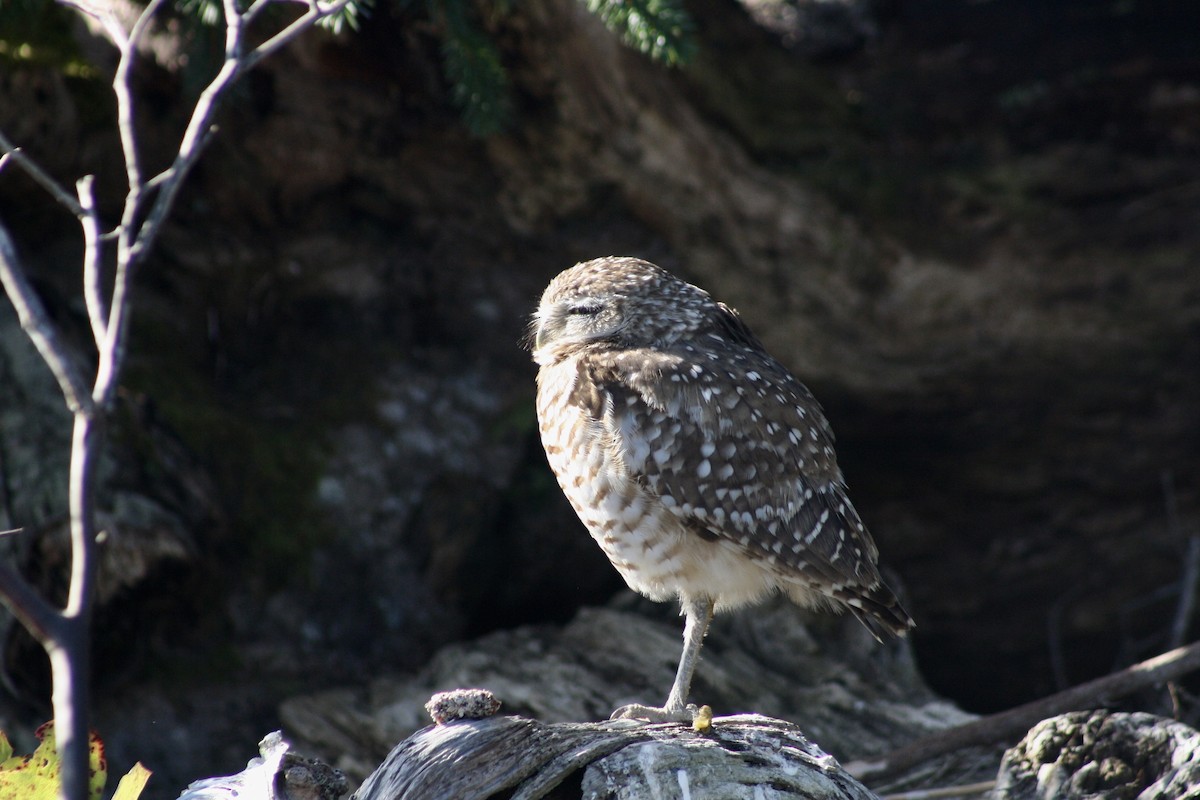 Burrowing Owl - ML216753621